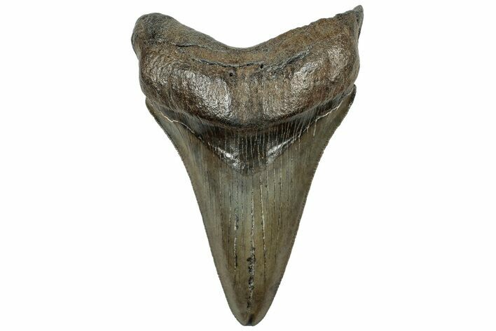 Serrated, Fossil Megalodon Tooth - South Carolina #310026